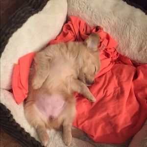 Meet your Posher, Britan